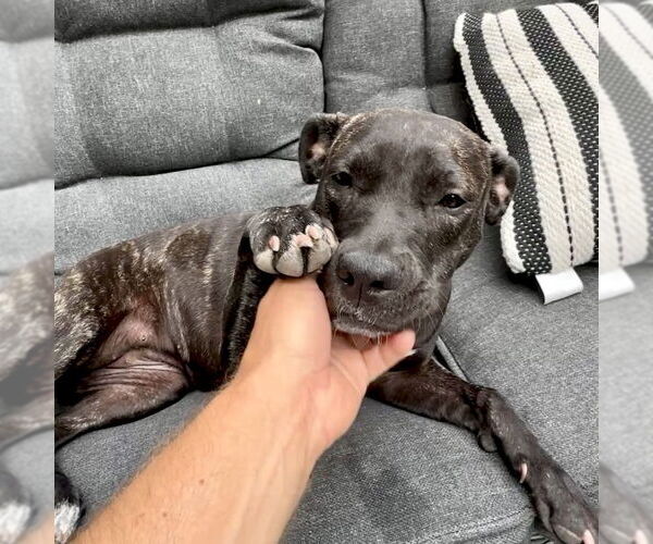 Medium Photo #3 American Staffordshire Terrier-Unknown Mix Puppy For Sale in San Juan Capistrano, CA, USA