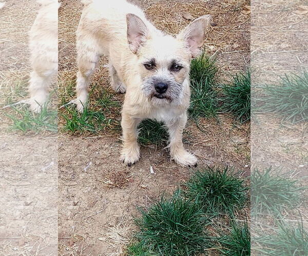 Medium Photo #2 Cairn Terrier Puppy For Sale in Arlington, WA, USA
