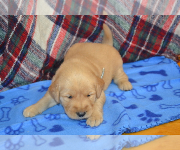 Medium Photo #34 Golden Retriever Puppy For Sale in OWEN, WI, USA