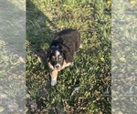 Small Miniature Australian Shepherd