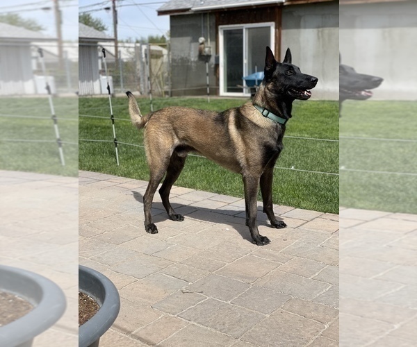 Medium Photo #1 Belgian Malinois Puppy For Sale in JEROME, ID, USA