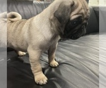 Small Photo #2 Pug Puppy For Sale in LITTLE FALLS, NJ, USA