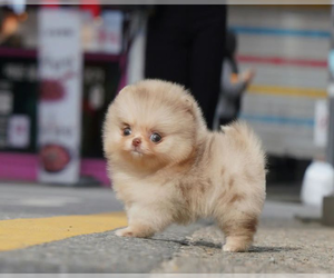 Pomeranian Puppy for Sale in GRAND RAPIDS, Michigan USA