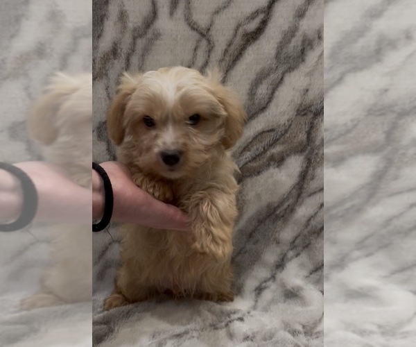 Medium Photo #11 Yorkshire Terrier Puppy For Sale in MOUNT CARMEL, PA, USA