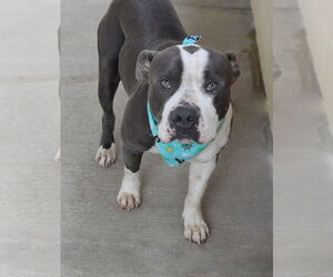 American Pit Bull Terrier-Unknown Mix Dogs for adoption in McKinney, TX, USA