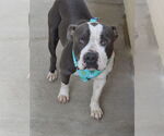 Small American Pit Bull Terrier Mix