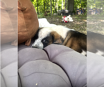 Small Australian Shepherd Mix