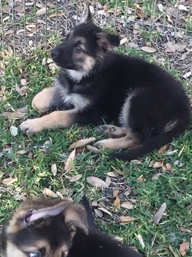 Medium Photo #1 German Shepherd Dog Puppy For Sale in SAN ANTONIO, TX, USA