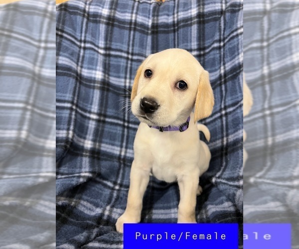 Medium Photo #2 Labrador Retriever Puppy For Sale in FRUITA, CO, USA