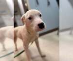 Small American Pit Bull Terrier Mix
