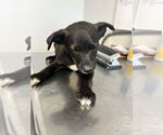 Small #2 Border Collie Mix