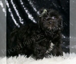 Medium YorkiePoo