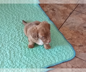 Dachshund Puppy for sale in STEELE, AL, USA