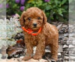 Small #1 Cavapoo (Miniature)