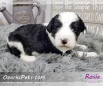 Small Photo #4 Sheepadoodle Puppy For Sale in CEDAR GAP, MO, USA
