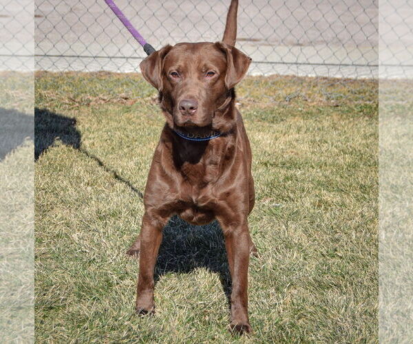 Medium Photo #7 - Mix Puppy For Sale in Huntley, IL, USA