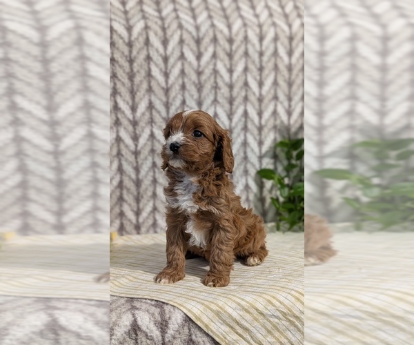 Medium Photo #12 Cavapoo (Miniature) Puppy For Sale in GOSHEN, IN, USA