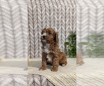 Small #11 Cavapoo (Miniature)