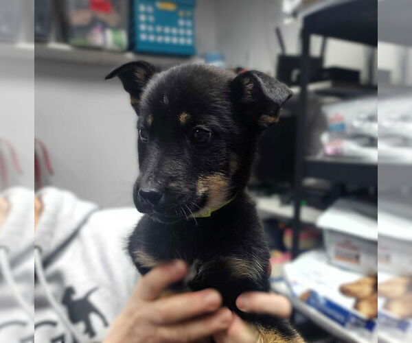 Medium Photo #4 Mutt Puppy For Sale in Fargo, ND, USA