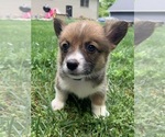 Small Photo #3 Pembroke Welsh Corgi Puppy For Sale in HOWARD, OH, USA