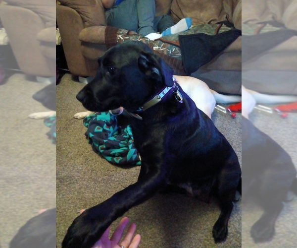 Medium Photo #1 Labrador Retriever Puppy For Sale in CENTREVILLE, MI, USA