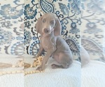 Puppy Chili Weimaraner