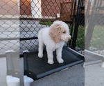 Small Photo #15 Poodle (Standard) Puppy For Sale in MOORES HILL, IN, USA