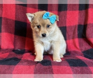 Pomsky Puppy for sale in LAKELAND, FL, USA