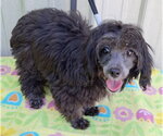 Small #1 Maltipoo (Miniature)