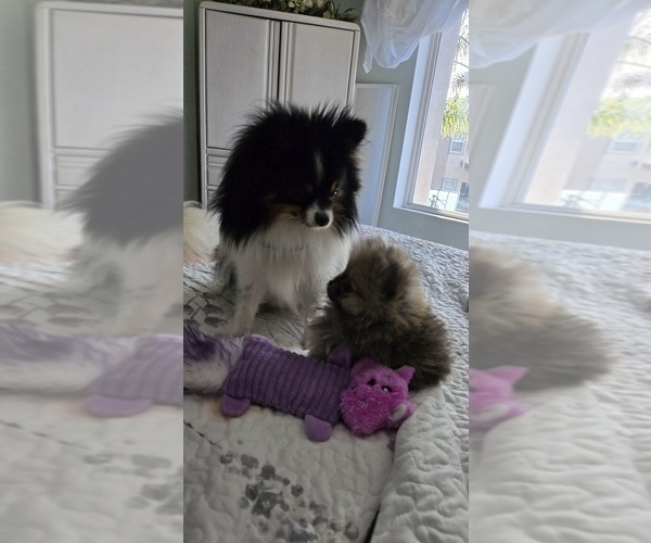 Medium Photo #2 Pomeranian Puppy For Sale in MENIFEE, CA, USA