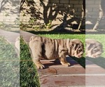 Small Photo #26 Bulldog Puppy For Sale in RIVERSIDE, CA, USA