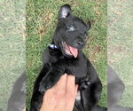 Small #4 Labrador Retriever Mix