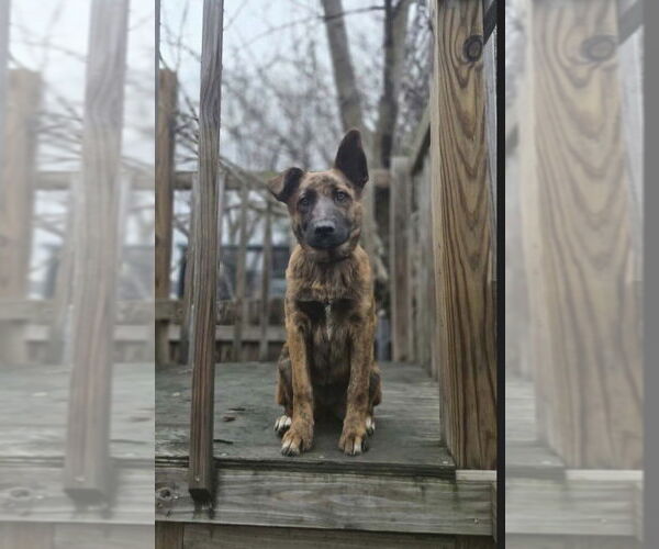 Medium Photo #3 Mutt Puppy For Sale in Imlay City, MI, USA