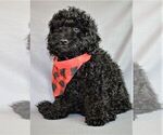 Small Photo #2 Goldendoodle-Poodle (Miniature) Mix Puppy For Sale in HOLDEN, MO, USA