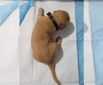 Small #3 Golden Retriever