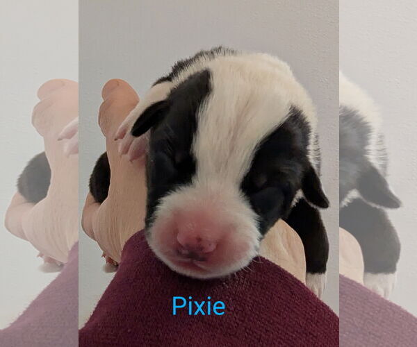 Medium Photo #3 Border Collie-Unknown Mix Puppy For Sale in Chinook, MT, USA