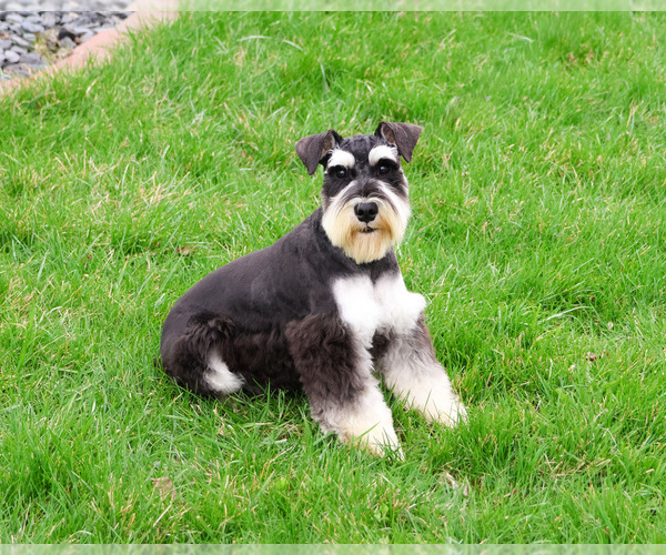 Medium Photo #2 Schnauzer (Miniature) Puppy For Sale in SYRACUSE, IN, USA