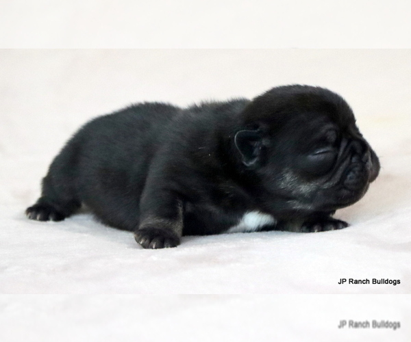 Medium Photo #8 French Bulldog Puppy For Sale in WINNSBORO, TX, USA