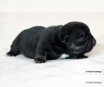Small Photo #17 French Bulldog Puppy For Sale in WINNSBORO, TX, USA