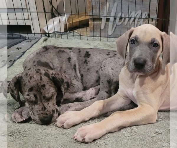 Medium Photo #28 Great Dane Puppy For Sale in CORONA, CA, USA
