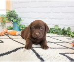 Small #8 Labrador Retriever