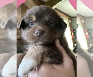 Australian Shepherd Puppy for sale in MERCER, WI, USA