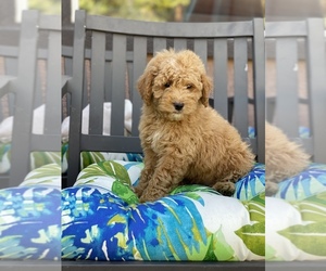 Goldendoodle (Miniature) Puppy for sale in SAN DIEGO, CA, USA