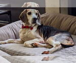 Small #1 Beagle