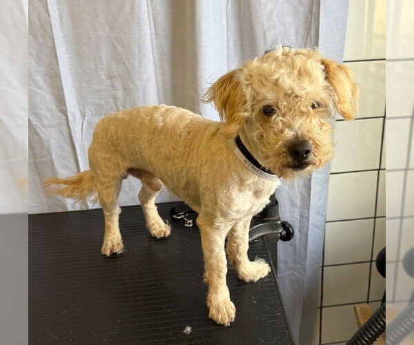 Medium Photo #1 Mutt Puppy For Sale in Downey, CA, USA