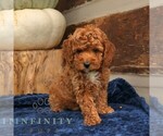 Small Cavapoo