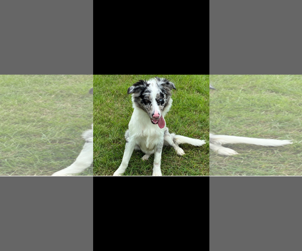 Medium Photo #2 Australian Shepherd Puppy For Sale in Dallas, TX, USA