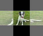 Small #1 Australian Shepherd