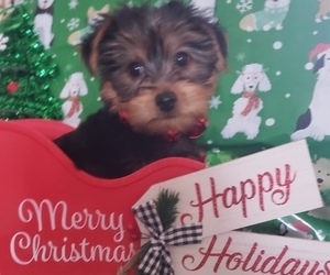 Yorkshire Terrier Puppy for sale in WILD ROSE, WI, USA