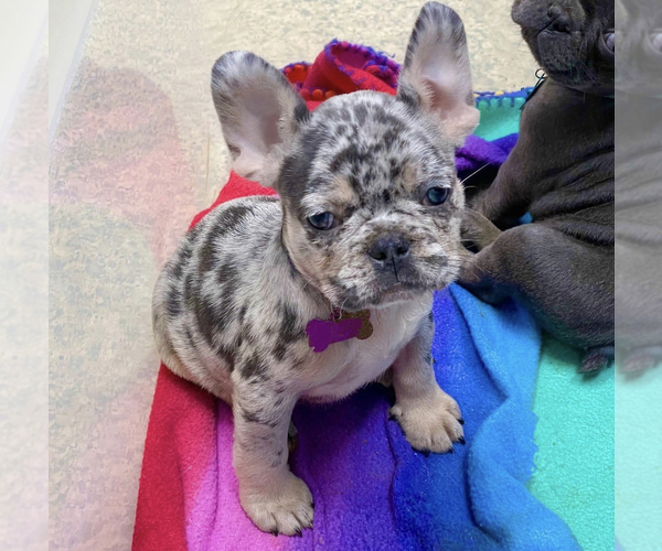 Medium Photo #1 French Bulldog Puppy For Sale in COVINGTON, GA, USA